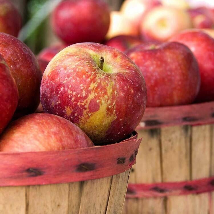 Аромаолія: Apple harvest / Яблучний врожай, 10 г
