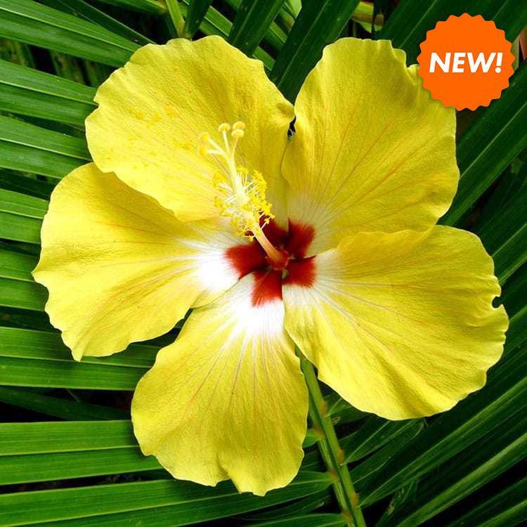 Аромаолія: Hibiscus Palm  / Пальма гібіскуса, 10 г