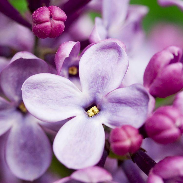 Аромаолія: French Lilac /  Французький бузок, 10 г