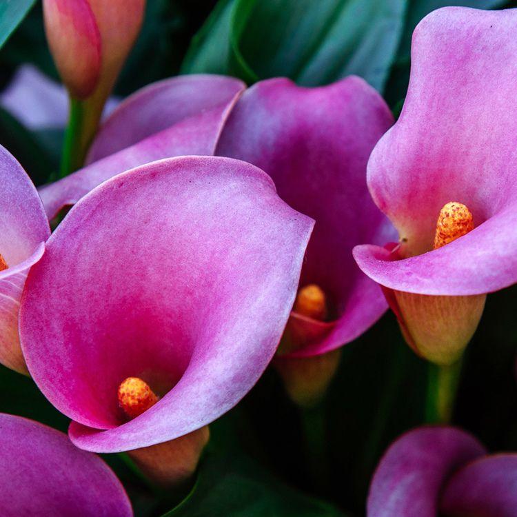 Аромаолія: Calla Lily / Калла, 10 г Аромаолія: Calla Lily / Калла, 10 г