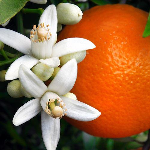 Аромаолія: Orange blossom/Апельсиновий цвіт, 10 г