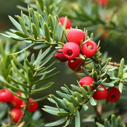 Аромаолія: Red berry balsam / Бальзам з червоних ягід, 10 г Аромаолія: Red berry balsam / Бальзам з червоних ягід, 10 г