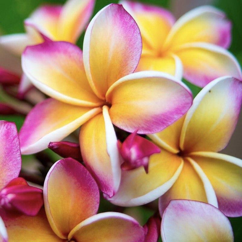 Аромаолія: Plumeria / Плюмерія, 100 г Аромаолія: Plumeria / Плюмерія, 100 г