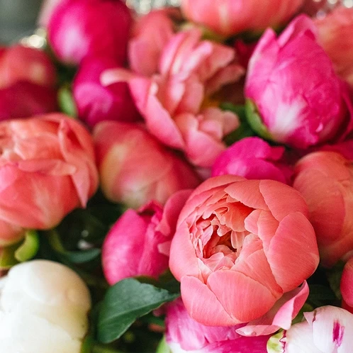 Аромаолія: Magnolia and peony / Магнолія і піон, 50 г
