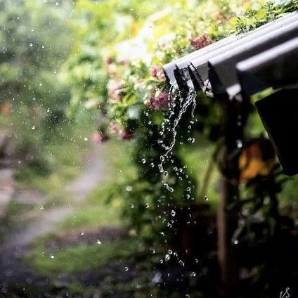 Аромаолія Natures Garden: Rain barrel / Дощова деревина, 10 г