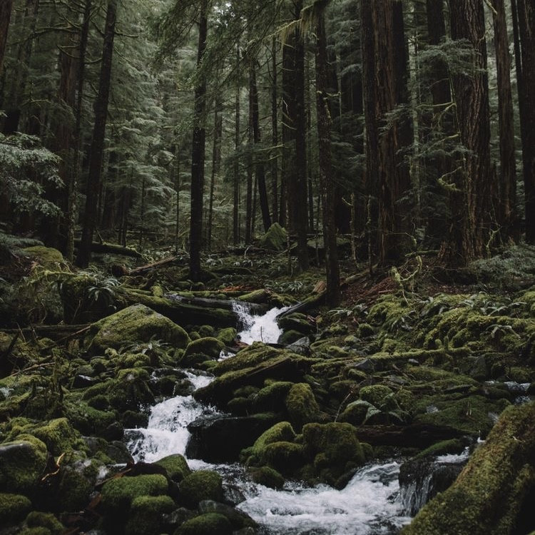 Аромаолія Natures Garden: Pine forest / Сосновий ліс, 100 г