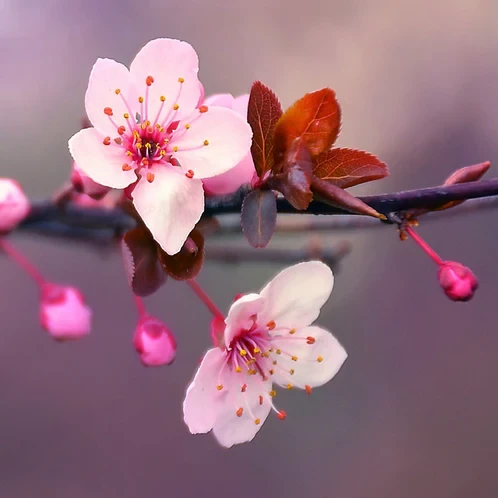 Аромаолія CandleScience: Japanese Cherry Blossom / Японська вишня, 50 г