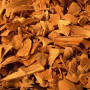 Аромамасло Natures Garden: Indian Sandalwood / Індійський сандал, 50 г