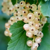 Аромаолія CandleScience: White currant / Біла смородина, 10 г