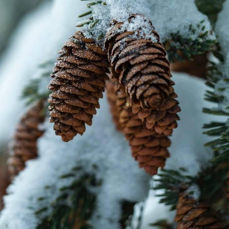 Аромаолія Natures Garden: Frosted Pinecones / Морозні шишки, 10 г