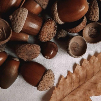 Аромаолія Natures Garden: Acorn harvest / Урожай жолудя, 100 г Аромаолія Natures Garden: Acorn harvest / Урожай жолудя, 100 г