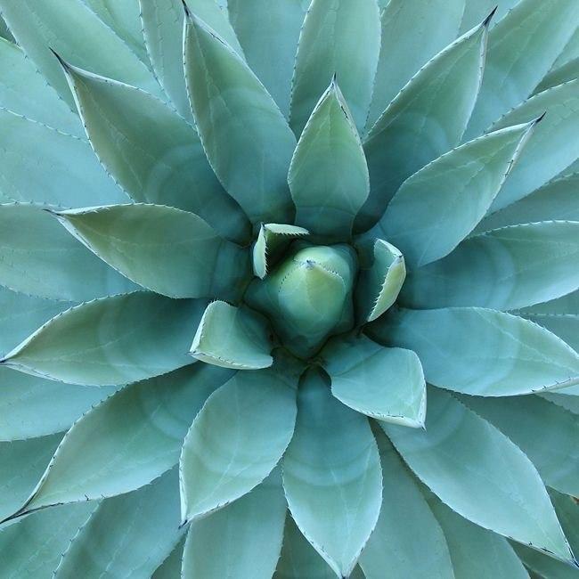 Аромаолія Natures Garden: Blue Agave / Блакитна Агава, 100 г