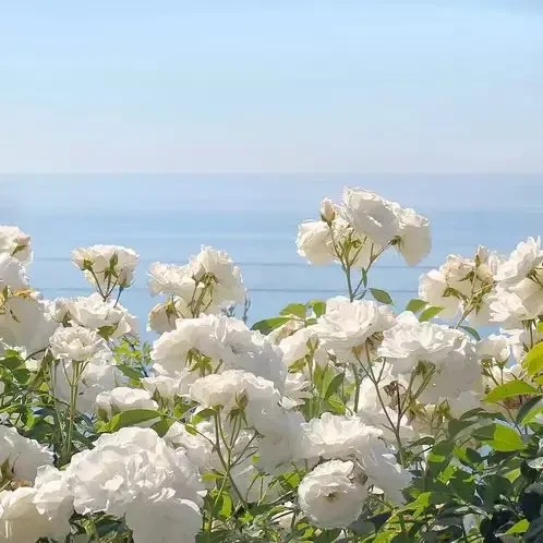 Аромаолія CandleScience: Ocean Rose / Океанська троянда, 10 г