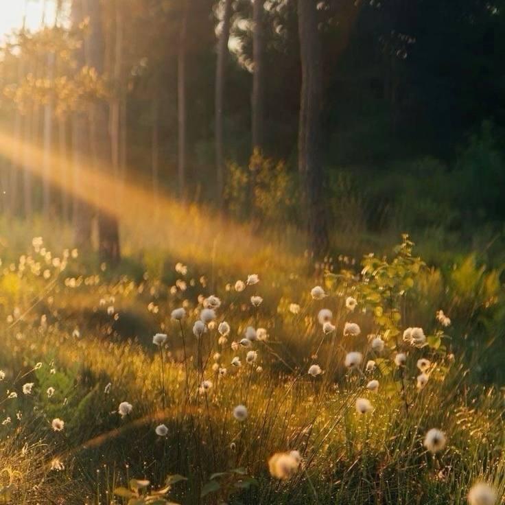 Аромаолія Natures Garden: Innocent glow / Чисте сяйво, 10 г