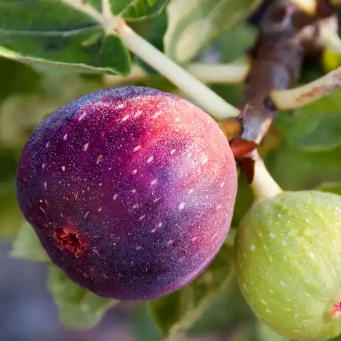 Аромаолія CandleScience: Fig Tree / Дерево інжиру, 10 г