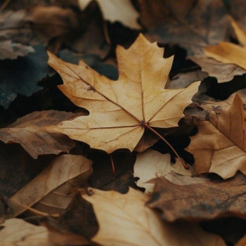 Аромаолія Natures Garden: Fresh Fallen Leaves / Свіже опале листя, 100 г