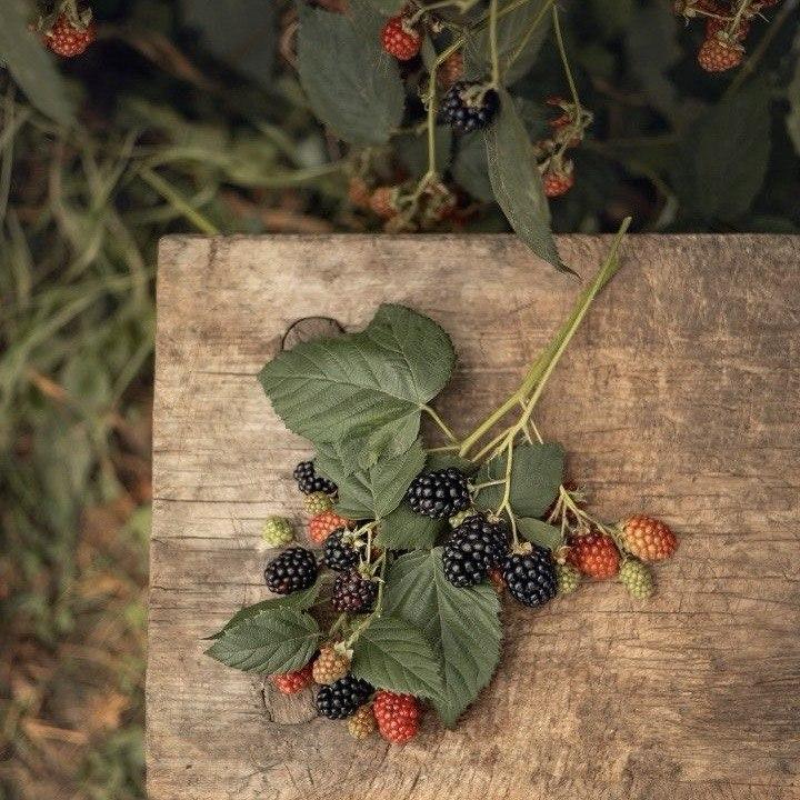 Аромаолія Natures Garden: Tayberry and Teakwood / Тайберрі та тикове дерево, 50 г Аромаолія Natures Garden: Tayberry and Teakwood / Тайберрі та тикове дерево, 50 г