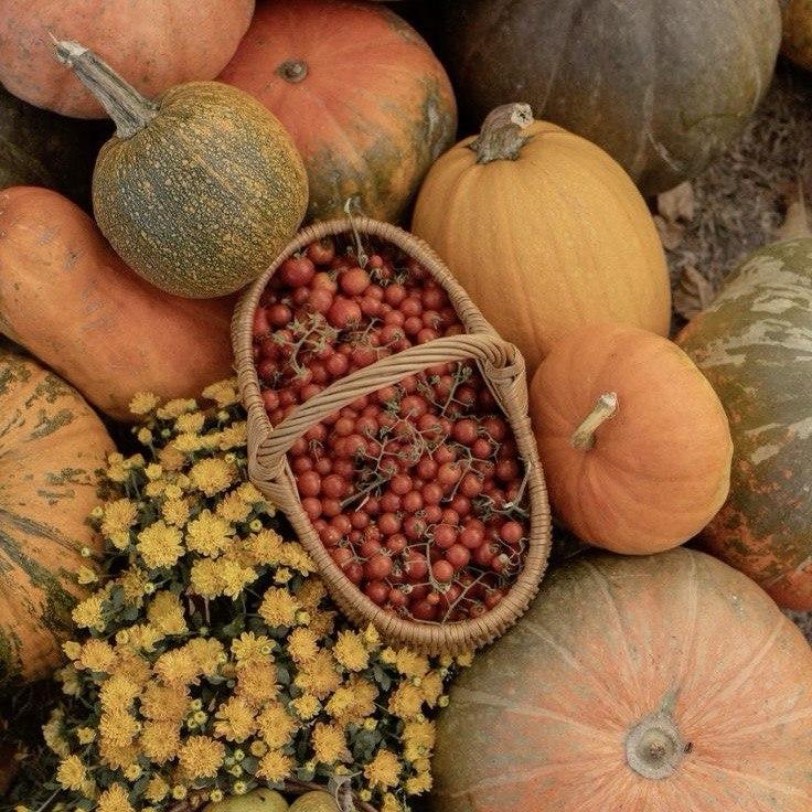 Аромаолія Natures Garden: Harvest / Врожай, 100 г