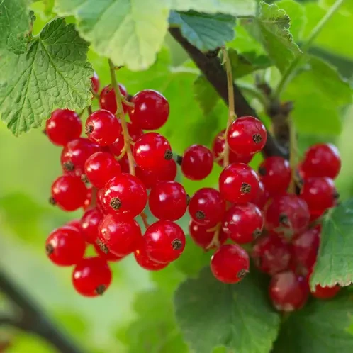 Аромаолія CandleScience: Foraged Red Currant / Лісова червона смородина, 10 г