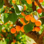 Аромаолія CandleScience: Apricot Grove / Абрикосовий гай, 10 г