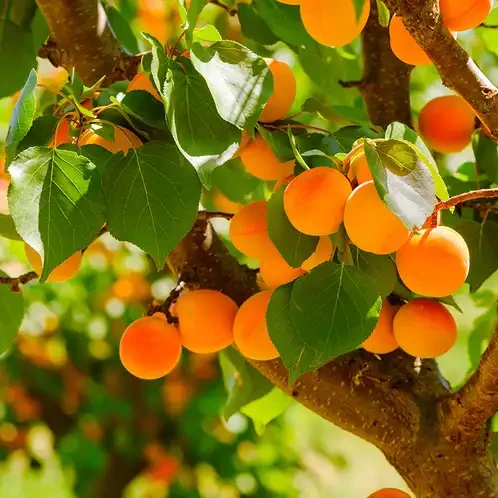 Аромаолія CandleScience: Apricot Grove / Абрикосовий гай, 50 г Аромаолія CandleScience: Apricot Grove / Абрикосовий гай, 50 г